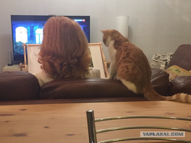 Я конечно люблю котиков, но иногда они реально как заноза в заднице