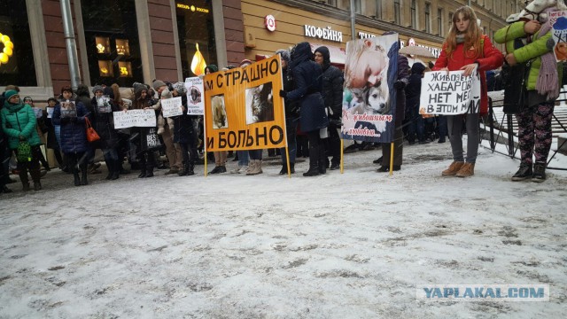 Питер против насилия