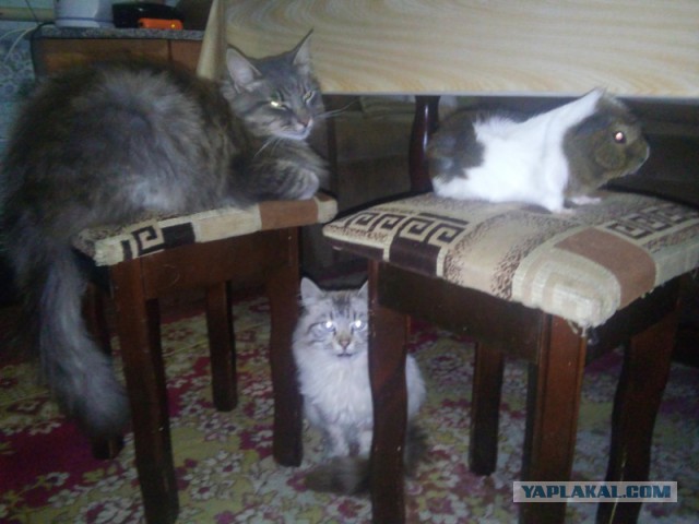 Котовторник 22.11.2016