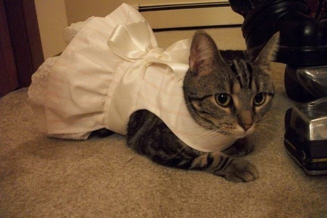 Коты из сети