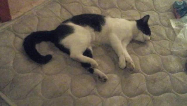 Коты из сети