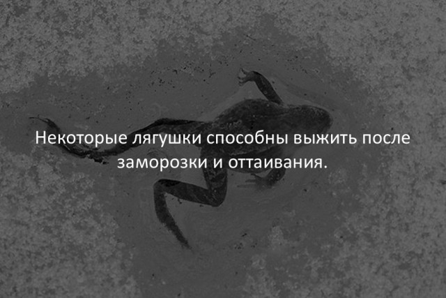 40 интересных фактов в картинках.
