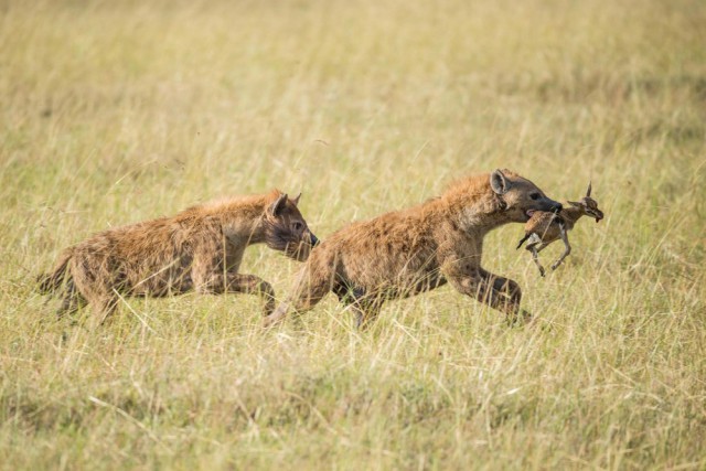 Стая гиен пыталась отнять добычу у двух львов