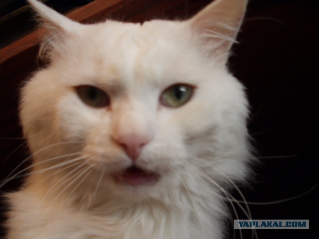 Котовторник  14.02.2017