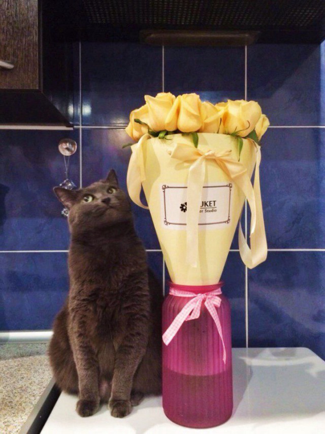 Коты из сети