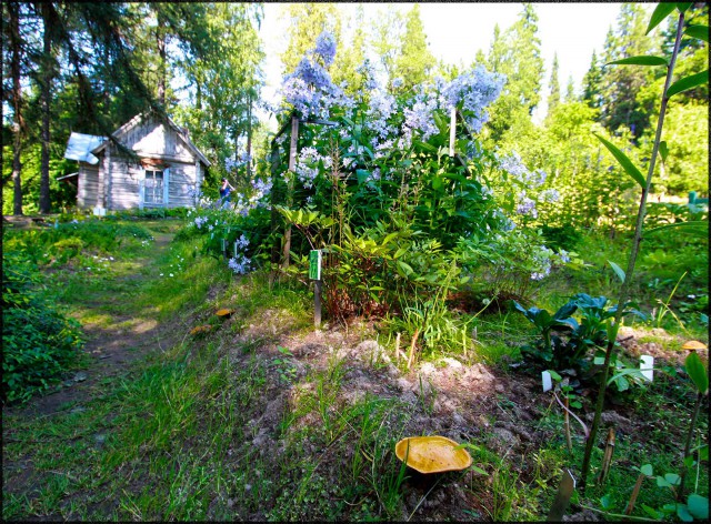 Соловки из Архангельска в июле 2016 г.