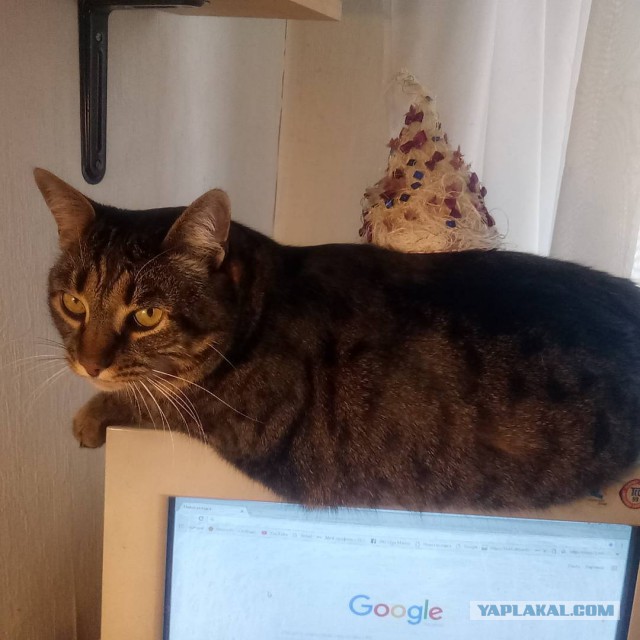 Котовторник!