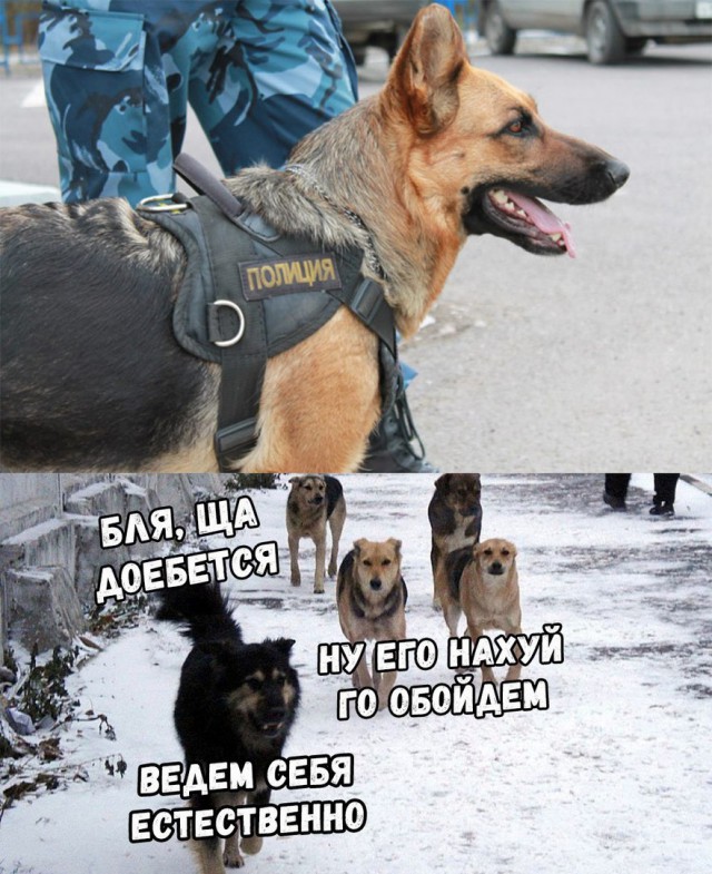 Тёмные силы желают подеградировать