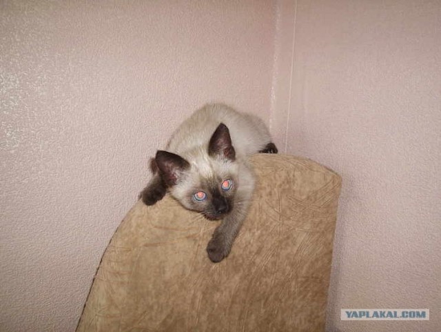 Котовторник на ЯПлакалъ (10.06.08), прикольные коты, добавляем свои!