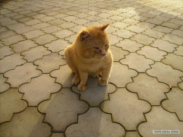 Коты на вторник на ЯПлакалъ (07.10.2008)