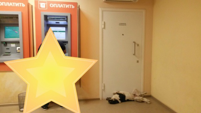 Живность из сети