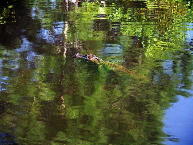 Флоридский Кроко-дзилла