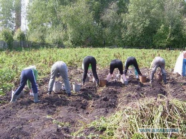 Воскресенье. Кто как проводит этот день