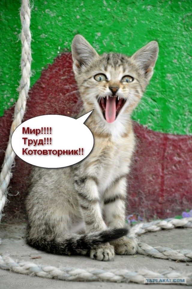 Котовторник: Кошки и ягнёнок