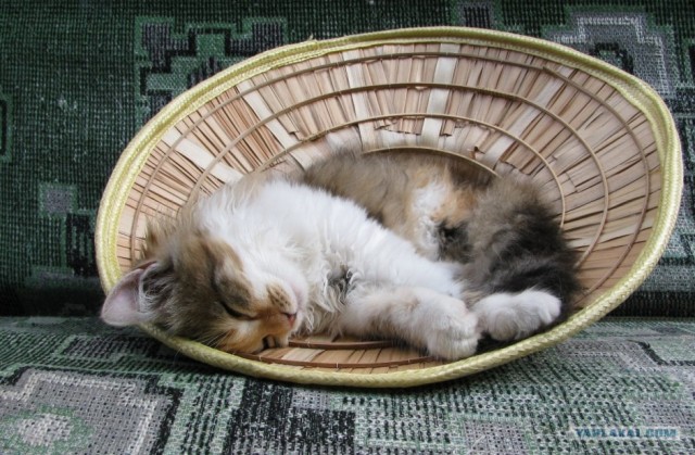 Профессиональный котовторник