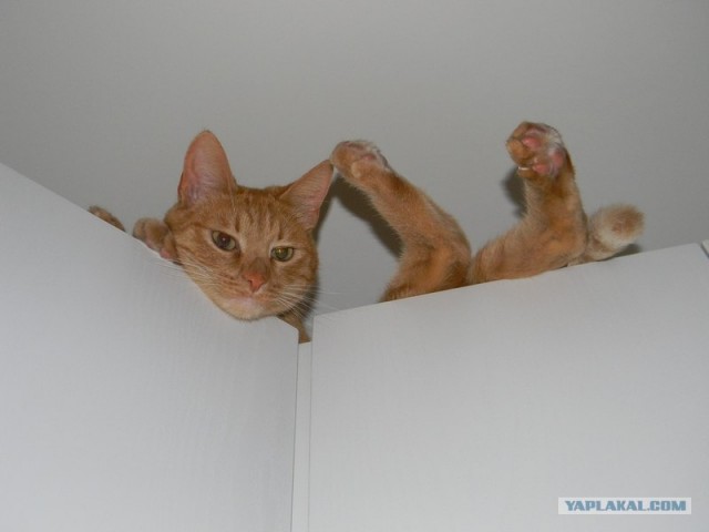 Котовторник (10.01.2012)
