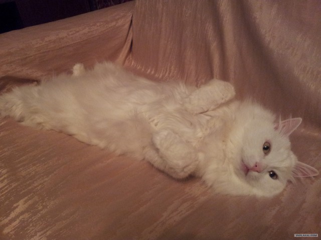Котовторник! 13.03.2012