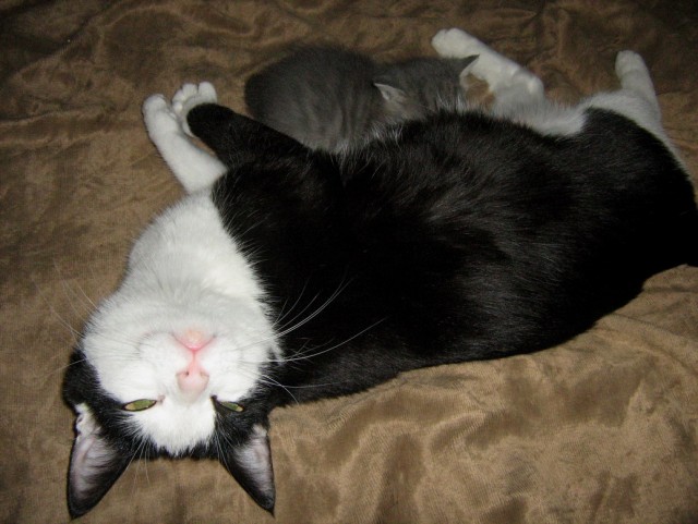 Котовторник 10.04.2012