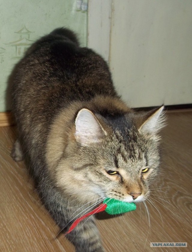 Котовторник 22.05.2012