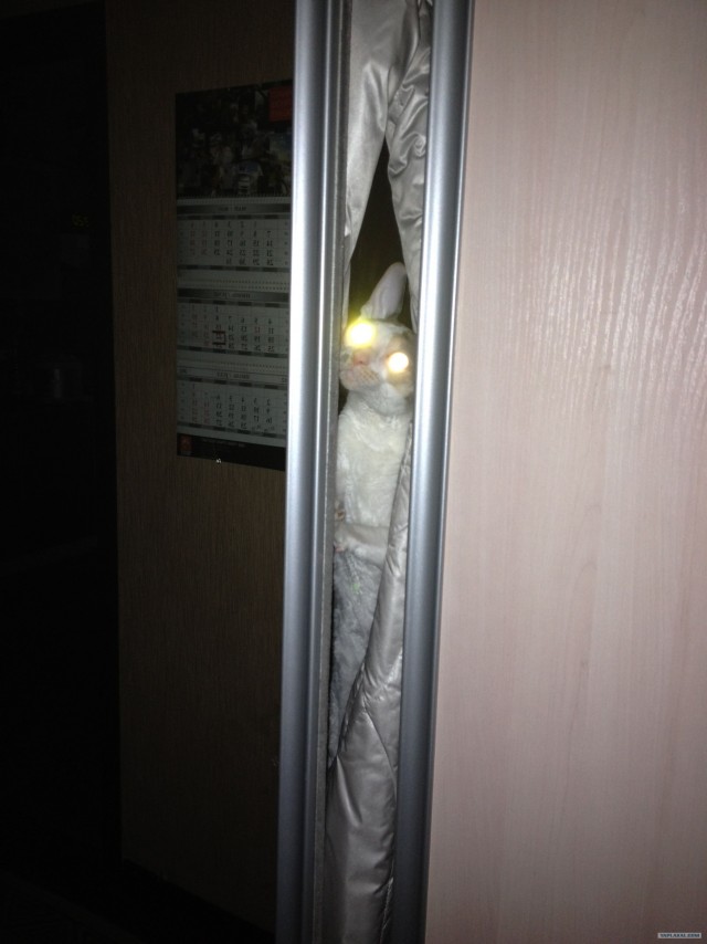 Котовторник на 26.06.12