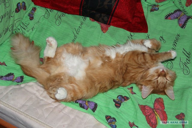 Котовторник 12.02.13