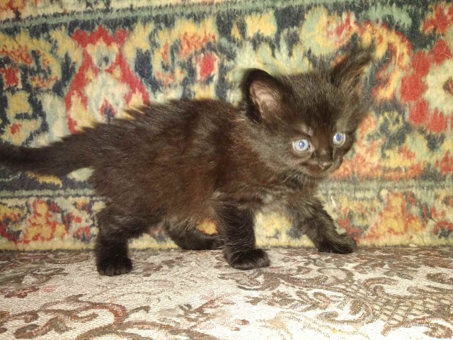 Забавные фото котеек