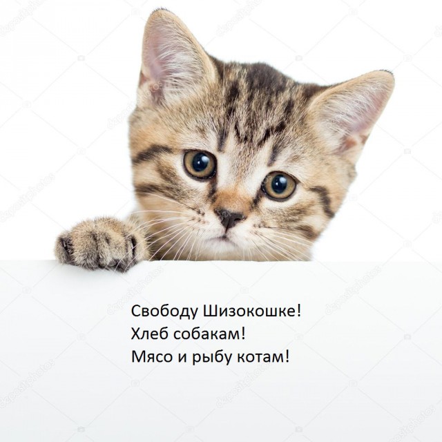 Просьба разбаньте Шизокошку!