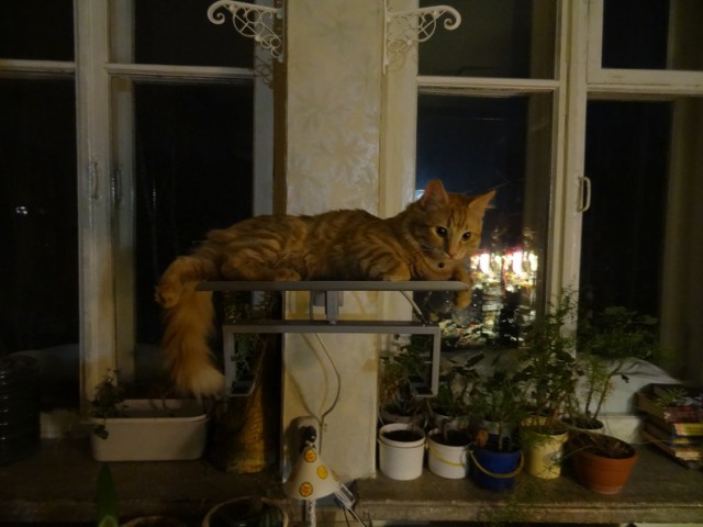 Картинки с котами и про котов