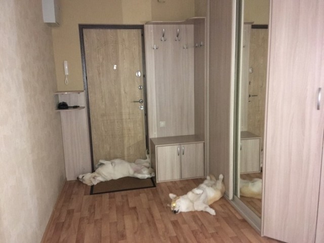 Эти забавные животные