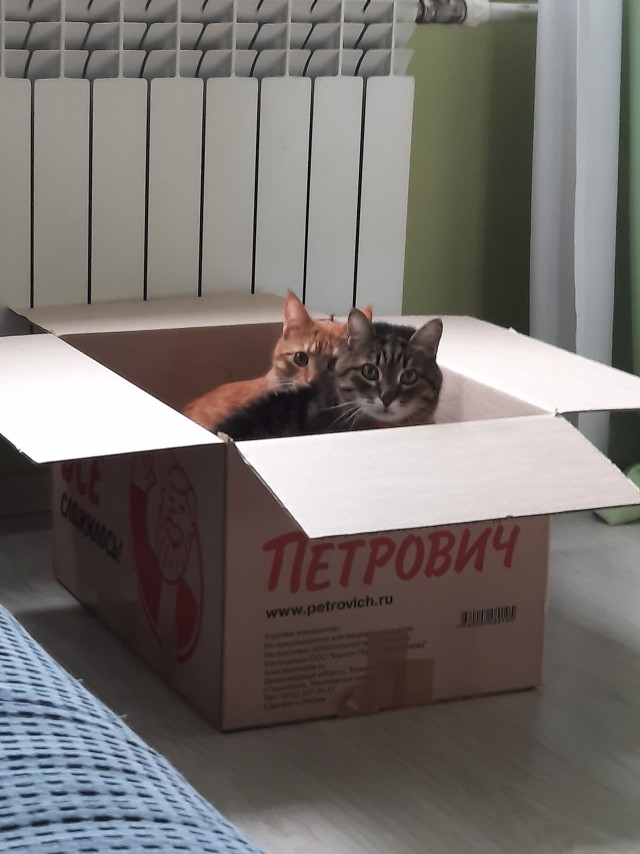 По просьбам в теме ниже. Реальный котовторник!