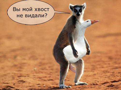 Крылья...ноги...Главное-хвост!