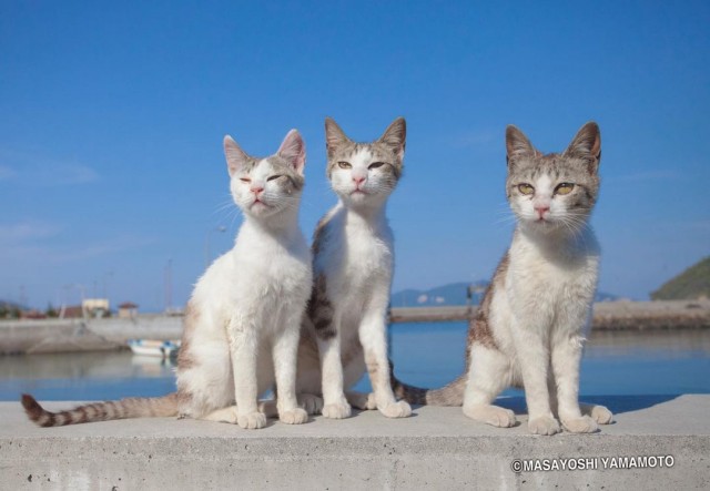 Японские бродячие котаны от Масаёши Ямамото