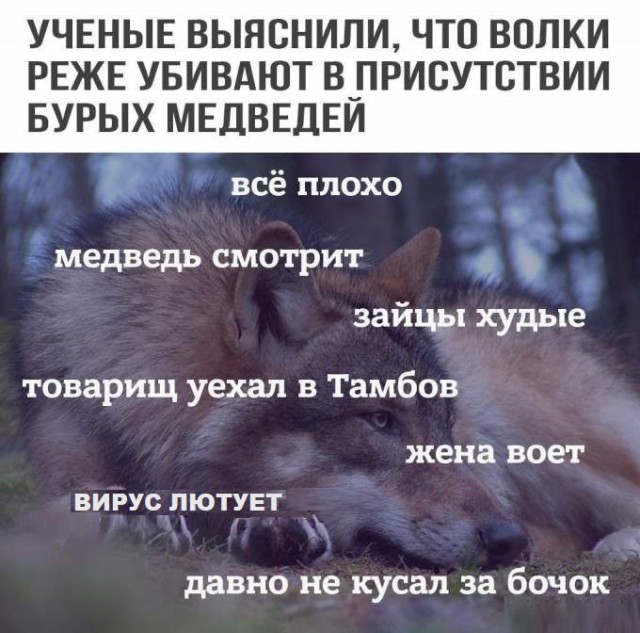 Работа не волк картинки прикольные с надписями