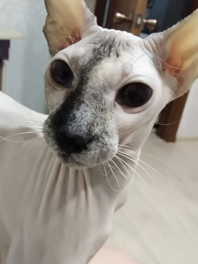Хоба! Котовторник!