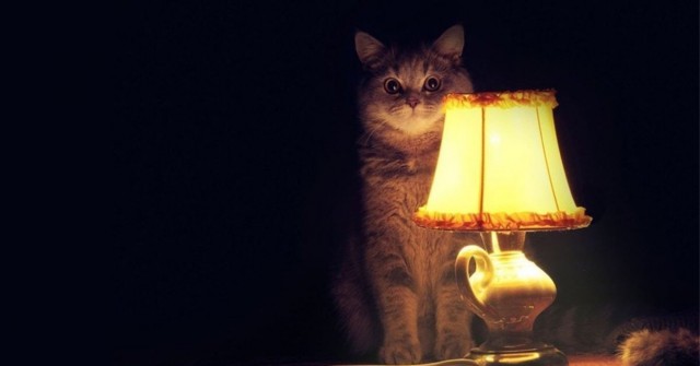 Откуда такие олени берутся?