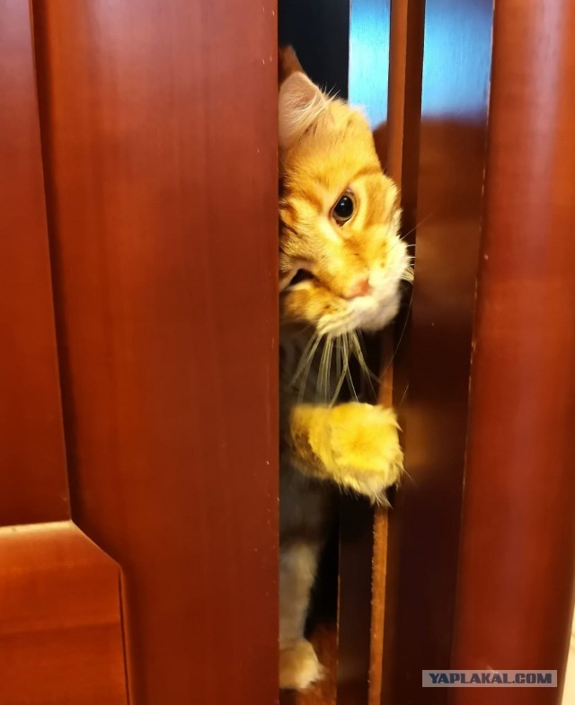 Котовторник (свои добавляем)