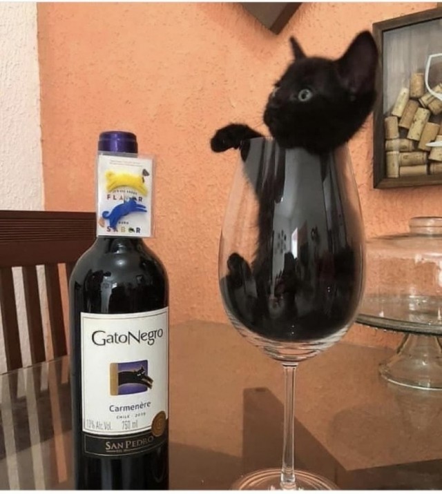 В котовторник у меня кот породы собутыльник