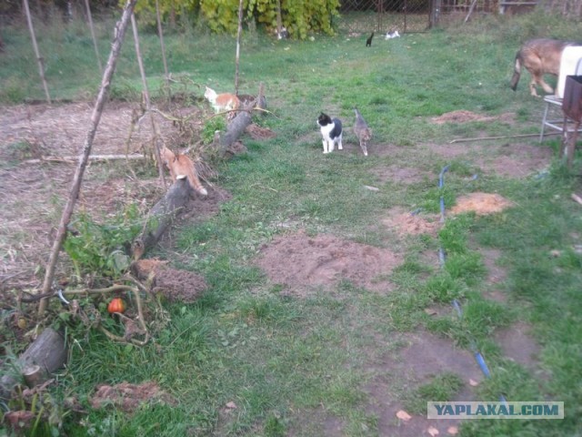 Жизнь домашнего приюта для котеек 417