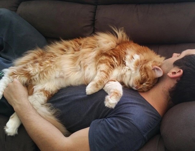 Кот пенсионер Афоня