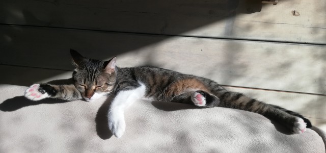 Котовторник