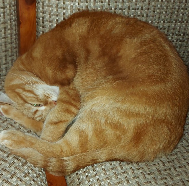 Откуда у котов курдюк и зачем он нужен?