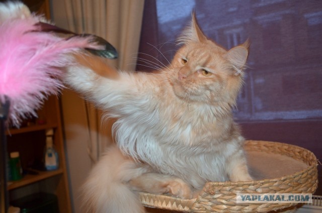 Котовторник 30.04.2013