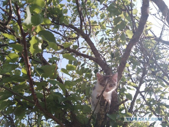 Жизнь домашнего приюта для котеек 497