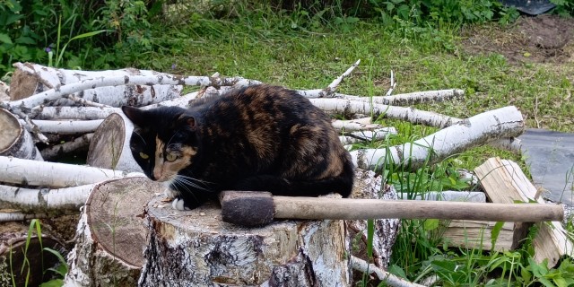 Котовторник!