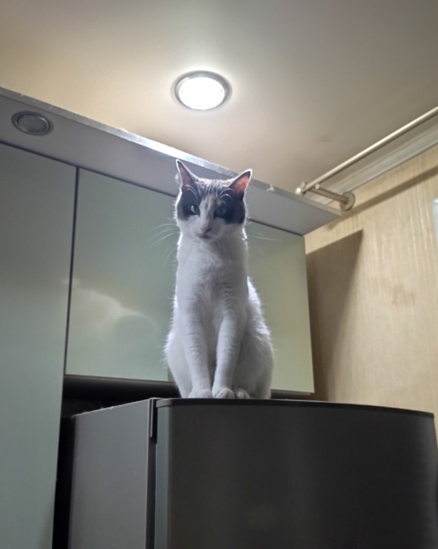 Моя кошка