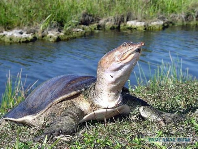 Чувааак. хеей