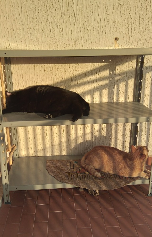Сегодня котовторник