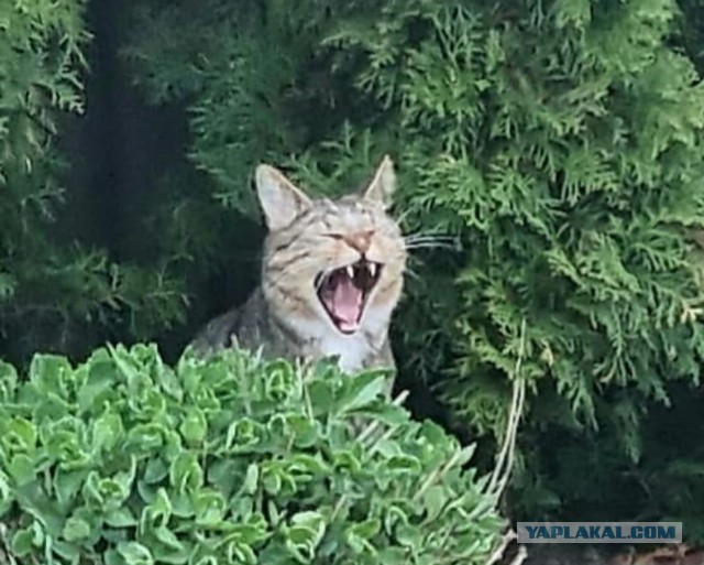 Котовторник.