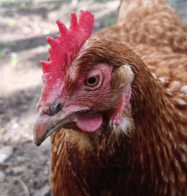 Щас москвичам покажу, как выглядят настоящие курицы.