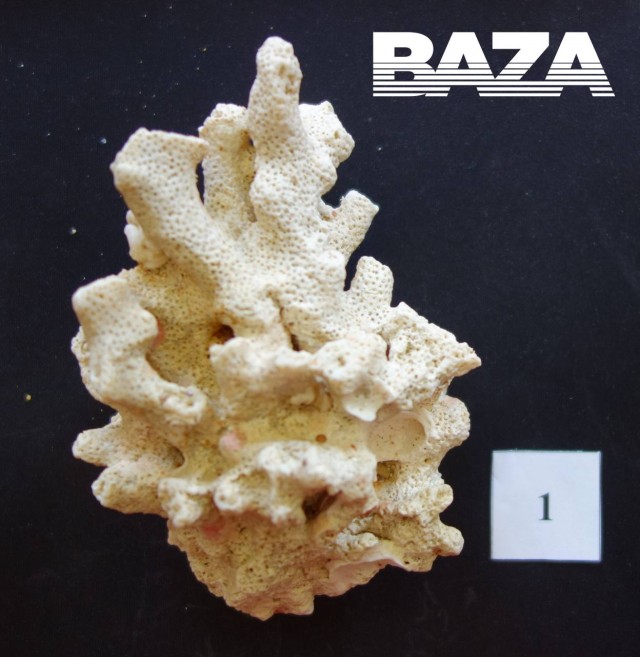 Новость для любителей привезти сувенирчики с египетских пляжей. Задержали из-за кораллов